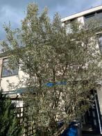 Grote olijfboom 400cm hoog - 80cm omtrek, Tuin en Terras, Olijfboom, Zomer, Volle zon, 400 cm of meer