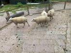 Texelaar rammen te koop, Dieren en Toebehoren, Schapen, Geiten en Varkens, Mannelijk, Schaap, 0 tot 2 jaar