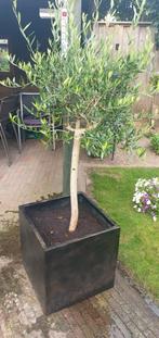 Olijfboom groot in bak, Tuin en Terras, Planten | Bomen, Ophalen, Volle zon, Olijfboom, 100 tot 250 cm