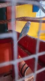 Koppel blauwe grasparkieten, Dieren en Toebehoren, Vogels | Parkieten en Papegaaien, Meerdere dieren, Parkiet