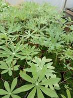 Lupine  gemengd  2 soorten, Ophalen, Zomer, Volle zon