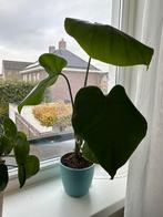 Monstera, Huis en Inrichting, Kamerplanten, Ophalen, Halfschaduw, Minder dan 100 cm