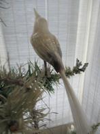 oude VOGEL van glas op CLIP / feathertree, Ophalen of Verzenden