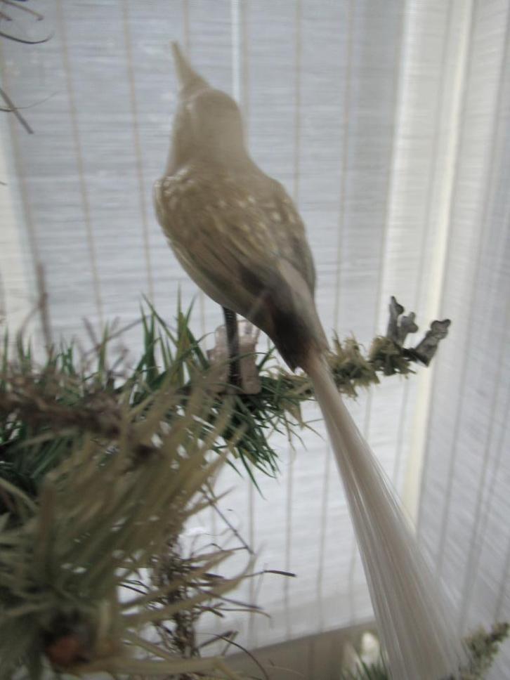 oude VOGEL van glas op CLIP / feathertree, Antiek en Kunst, Antiek | Woonaccessoires, Ophalen of Verzenden