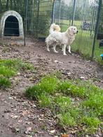 lieve tatra/ doodle teefjes te koop, Dieren en Toebehoren, Honden | Poolhonden, Keeshonden en Oertypen, Overige rassen, CDV (hondenziekte)