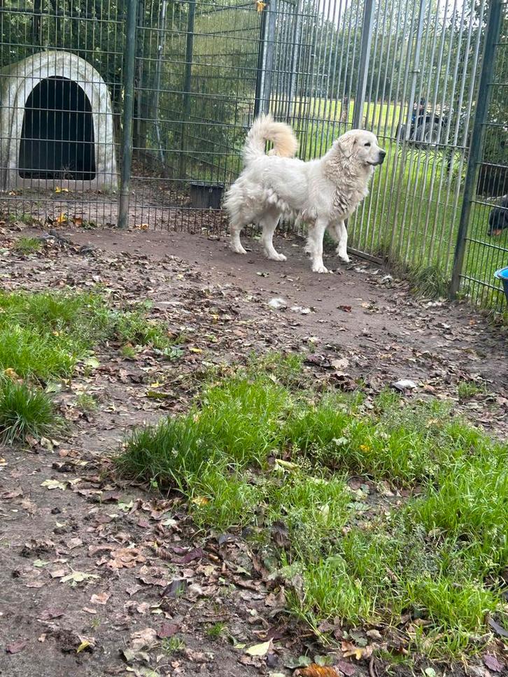 lieve tatra/ doodle teefjes te koop, Dieren en Toebehoren, Honden | Poolhonden, Keeshonden en Oertypen, Teef, Overige rassen, Particulier