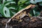 Wimpergekko vrouw, Overige soorten