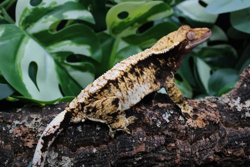 Wimpergekko vrouw, Dieren en Toebehoren, Reptielen en Amfibieën, Overige soorten
