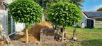 2 Bol catalpa's, Tuin en Terras, Planten | Bomen, Bloeit niet, 100 tot 250 cm, Ophalen, Volle zon