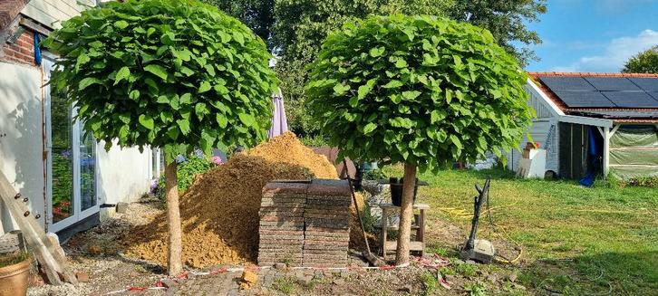 2 Bol catalpa's, Tuin en Terras, Planten | Bomen, Bolboom, 100 tot 250 cm, Volle zon, Bloeit niet, Ophalen