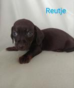 Teckel puppy's, Dieren en Toebehoren, Honden | Teckels en Dashonden, Standaard, CDV (hondenziekte), 8 tot 15 weken, Korthaar