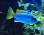 Diversen Malawi Cichliden, Dieren en Toebehoren, Vissen | Aquariumvissen, Vis