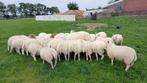Dekrammen, Dieren en Toebehoren, Mannelijk, Schaap, 0 tot 2 jaar