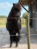 Shetlander Kroonmerrie 2e Premie Zwart, Dieren en Toebehoren, Pony's, Merrie, Gechipt, A pony (tot 1.17m), 7 tot 10 jaar