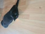 Eind juni kittens verwacht