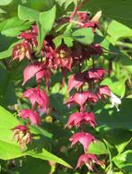 Vaste plant: Fazantenbes 5 euro, Vaste plant, Halfschaduw, Zomer, Ophalen