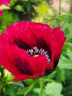 Zaden Papaver enkele bloem dieprood, Tuin en Terras, Bloembollen en Zaden, Verzenden, Voorjaar, Volle zon, Zaad