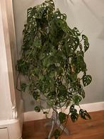 Monstera Monkey Mask in pot, Huis en Inrichting, Kamerplanten, Ophalen, Overige soorten, Halfschaduw, In pot