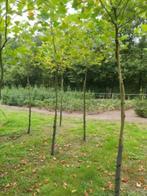 Platanen, Ophalen, Volle zon, Overige soorten, 250 tot 400 cm