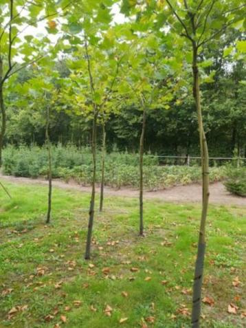 Platanen beschikbaar voor biedingen