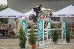 KWPN Spring paard, Dieren en Toebehoren, Paarden, Springpaard, Z, Gechipt, Ruin