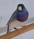 Koppel Gouldamedine geelxblauw, Meerdere dieren, Tropenvogel, Geringd