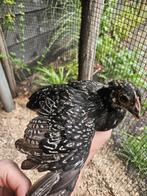 Te koop Barneveldse kriel hen., Vrouwelijk, Kip