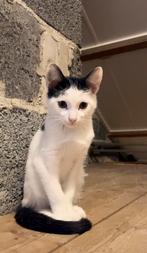 Kittens ras Savannahf3/europese korthaar, Dieren en Toebehoren, Katten en Kittens | Raskatten | Korthaar, Meerdere dieren, Ontwormd