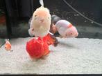 Fancy goldfish, Dieren en Toebehoren, Vis
