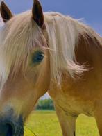 Bijrijdster verzorgster gezocht 1 dag per week toplocatie, Dieren en Toebehoren, Ophalen of Verzenden, Nieuw, Overige soorten