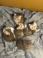Britse langhaar kittens, Dieren en Toebehoren, Meerdere dieren