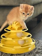 Nog twee kittens beschikbaar, Dieren en Toebehoren, Katten en Kittens | Raskatten | Korthaar, Poes