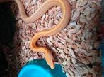 Rattenslang 1.0 butter tessera striped het. 50% sunkissed, Dieren en Toebehoren, Slang, 0 tot 2 jaar