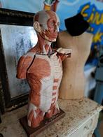 Oude gipsen anatomie torso met organen, Antiek en Kunst, Ophalen