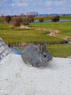 Jonge kleurdwerg  voedster, Dieren en Toebehoren, Konijnen, Vrouwelijk, Dwerg, 0 tot 2 jaar