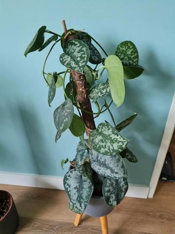 Kamerplant, scindapsus pictus exotica  beschikbaar voor biedingen