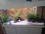 Juwel rio180 + assecoires, Dieren en Toebehoren, Ophalen, Zo goed als nieuw, Gevuld zoetwateraquarium