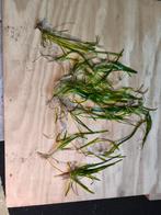 Vallisneria, Ophalen, Nieuw, Plant(en), Steen of Hout