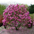 Plant, Tuin en Terras, Planten | Tuinplanten, Ophalen, Vaste plant, Overige soorten, Volle zon