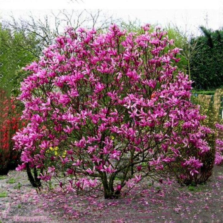 Plant, Tuin en Terras, Planten | Tuinplanten, Vaste plant, Overige soorten, Volle zon, Ophalen