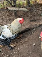 Jonge haan ,gratis ophalen., Dieren en Toebehoren, Mannelijk, Kip