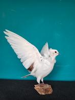 Een schitterende opgezette duif met open vleugels!, Ophalen of Verzenden, Nieuw, Vogel, Opgezet dier