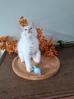 Hele lieve ragdoll x siamees kitten, Dieren en Toebehoren, Katten en Kittens | Raskatten | Langhaar, Meerdere dieren, Gechipt