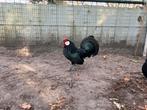 Zwarte Javakriel kipjes, java kriel, krielkippen, kippen., Dieren en Toebehoren, Pluimvee, Meerdere dieren, Kip