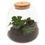 Plant Puzzel  Discover the World Ecosysteem met verlichting, Huis en Inrichting, Kamerplanten, Minder dan 100 cm, Halfschaduw