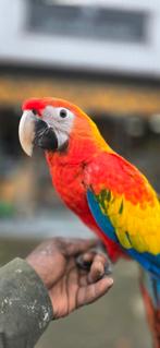 Geelvleugel x catalina macaw (geelvleugel x bl gele, Vrouwelijk, Papegaai, Tam