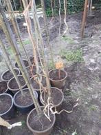 Salix integr.Hakuro-Nishiki op stam 180 cm in pot, Lente, 100 tot 250 cm, Ophalen, Volle zon