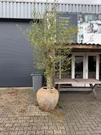 olijfboom incl. pot, Tuin en Terras, Planten | Bomen, Lente, Olijfboom, 250 tot 400 cm, Ophalen