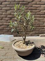 Bonsai Olijfboom, Bloeit niet, Olijfboom, Minder dan 100 cm, Ophalen