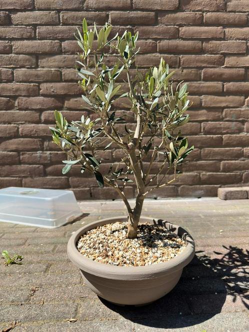 Bonsai Olijfboom, Tuin en Terras, Planten | Bomen, Olijfboom, Minder dan 100 cm, Volle zon, Bloeit niet, In pot, Ophalen